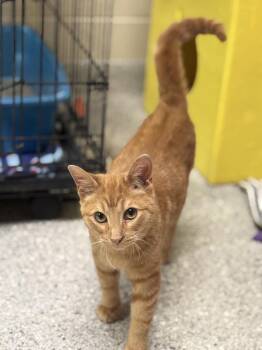 Domestic Short Hair Cats Available for Adoption - Fisher | PetCurious
