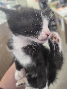 USI -  Domestic Short Hair Cat for Adoption in Louisville, Kentucky - USI | PetCurious
