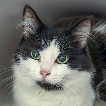 Claire -  Domestic Medium Hair Cat for Adoption in Chapel Hill, North Carolina - Claire | PetCurious