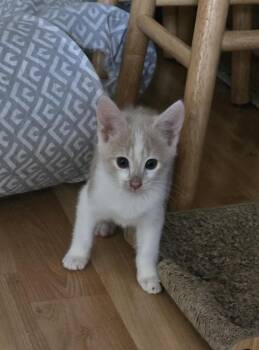 Domestic Medium Hair Cats Available for Adoption in Burlington, Washington - Wesley-KJ (bonded With Wendy) | PetCurious