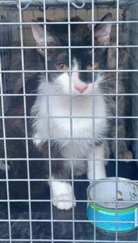 Domestic Long Hair Cats Available for Adoption in Fort Lauderdale, Florida - TUNA | PetCurious