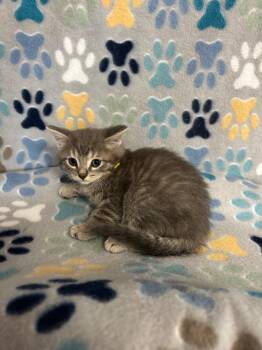 Domestic Short Hair Cats Available for Adoption in Wabash, Indiana - Kowalski | PetCurious