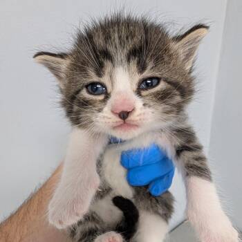 Piper -  Domestic Short Hair Cat for Adoption in Indianapolis, Indiana - Piper | PetCurious