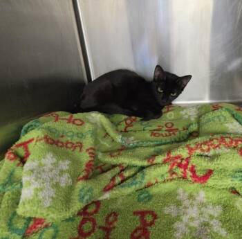 Velvet -  Domestic Short Hair Cat for Adoption in Cleveland, Tennessee - Velvet | PetCurious