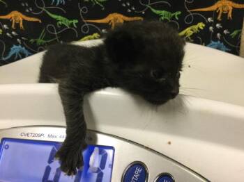 A1926853 -  Domestic Short Hair Cat for Adoption in Riverside, California - A1926853 | PetCurious