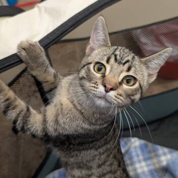 Judy -  Domestic Short Hair Cat for Adoption in Colorado Springs, Colorado - Judy | PetCurious