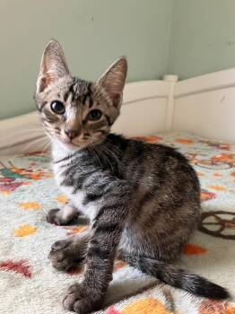 Lando -  Domestic Short Hair Cat for Adoption in Evans, Georgia - Lando | PetCurious