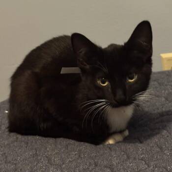 Birdie -  Domestic Short Hair Cat for Adoption in Minneapolis, Minnesota - Birdie | PetCurious