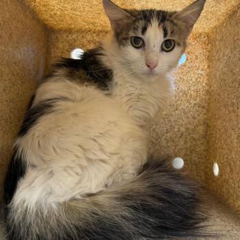 TUSC-Wildlife-85954 -  Domestic Medium Hair Cat for Adoption in Tuscaloosa, Alabama - TUSC-Wildlife-85954 | PetCurious