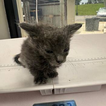 Shanon -  Domestic Short Hair Cat for Adoption in Columbiana, Alabama - Shanon | PetCurious