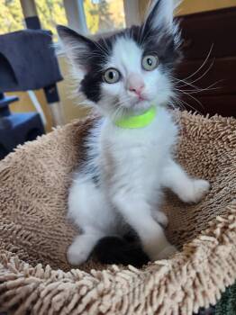 Rescue Domestic Short Hair Cats for Adoption in Warrington, Pennsylvania - Dolly (Bridge St Litter B/lime Green Collar) | PetCurious