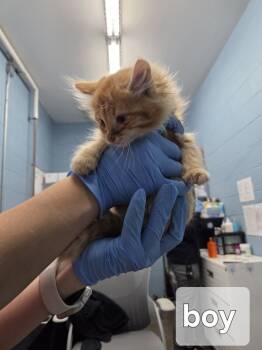 Rescue Domestic Long Hair Cats for Adoption in Evansville, Indiana - Orange Pie | PetCurious