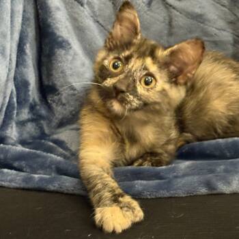 Rescue Domestic Short Hair Cats for Adoption in Portage, Michigan - Sgaeyl | PetCurious