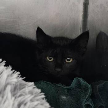 Journey (red collar) -  Domestic Short Hair Cat for Adoption in Schenectady, New York - Journey (red Collar) | PetCurious