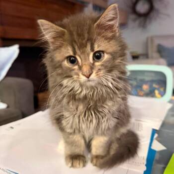 Gremlin -  Domestic Short Hair Cat for Adoption in Potomac, Maryland - Gremlin | PetCurious