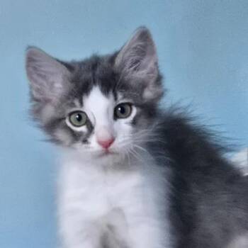 Valentino -  Domestic Short Hair Cat for Adoption in Redwood City, California - Valentino | PetCurious
