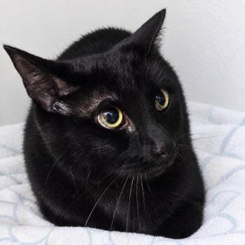 Windfree -  Domestic Short Hair Cat for Adoption in Austin, Texas - Windfree | PetCurious