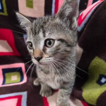 Domestic Short Hair Cats Available for Adoption in Brea, California - Iron Man | PetCurious
