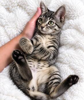 Jewel -  Domestic Short Hair Cat for Adoption in Phoenix, Arizona - Jewel | PetCurious