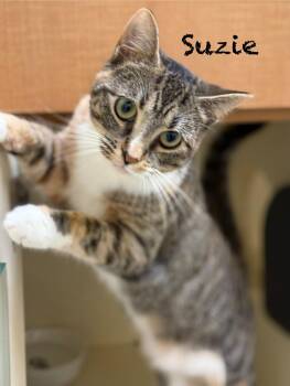 Domestic Short Hair Cats Available for Adoption - Suzie | PetCurious