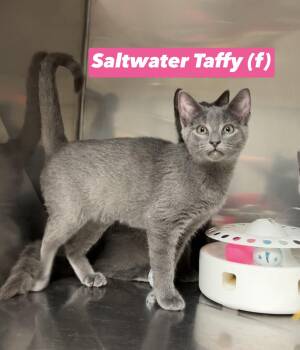 Saltwater Taffy -  Domestic Short Hair and Russian Blue Cat for Adoption in Montville, New Jersey - Saltwater Taffy | PetCurious
