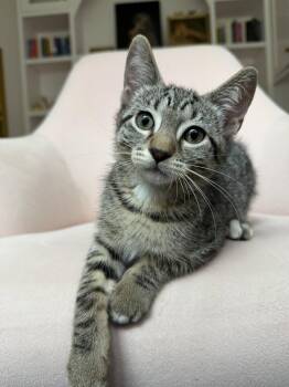 Tabby and Domestic Short Hair Cats Available for Adoption in Walnut Creek, California - Christian | PetCurious