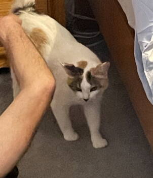 Rescue Domestic Short Hair Cats for Adoption in Traverse City, Michigan - Lucy | PetCurious