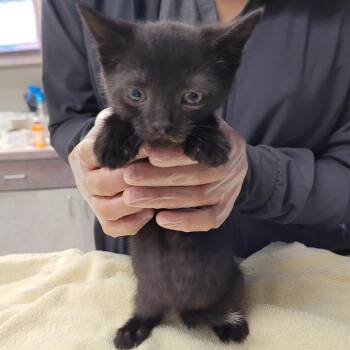 Splotch -  Domestic Short Hair Cat for Adoption in Newark, New Jersey - Splotch | PetCurious
