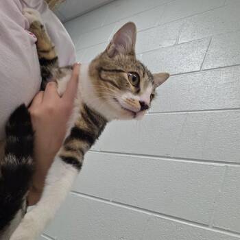 Pamela -  Domestic Short Hair Cat for Adoption in Chattanooga, Tennessee - Pamela | PetCurious