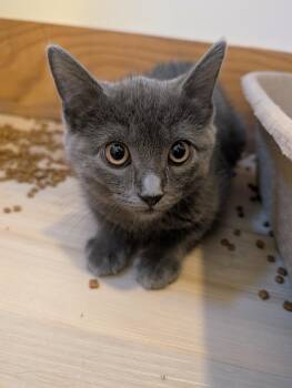 Gio (shy 4 month old) -  Russian Blue Cat for Adoption in Hanson, Massachusetts - Gio (shy 4 Month Old) | PetCurious