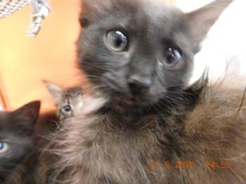 Norwegian Forest Cat and Domestic Short Hair Cats Available for Adoption in North Richland Hills, Texas - Spot | PetCurious