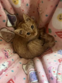 Rescue Domestic Short Hair Cats for Adoption in Zimmerman, Minnesota - Clementine | PetCurious