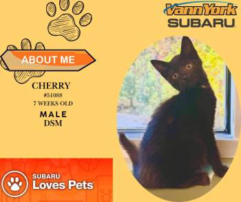 Rescue Domestic Short Hair Cats for Adoption in Randleman, North Carolina - Cherry | PetCurious