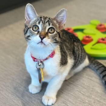 Eyelet -  Domestic Short Hair Cat for Adoption in Port Washington, New York - Eyelet | PetCurious