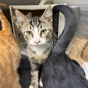 Bobbers 26-09-117 -  Domestic Short Hair Cat for Adoption in Bastrop, Texas - Bobbers 26-09-117 | PetCurious
