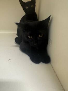 Tartlet -  Domestic Short Hair Cat for Adoption in Bloomington, Indiana - Tartlet | PetCurious