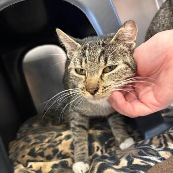 Cherry -  Domestic Short Hair Cat for Adoption in Spokane, Washington - Cherry | PetCurious