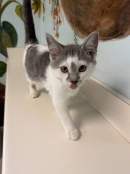 Funnel Cake -  Domestic Short Hair Cat for Adoption in Harbor Springs, Michigan - Funnel Cake | PetCurious