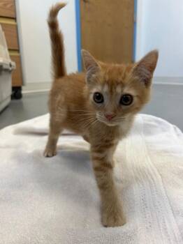Sesame -  Domestic Short Hair Cat for Adoption in Hartsville, South Carolina - Sesame | PetCurious