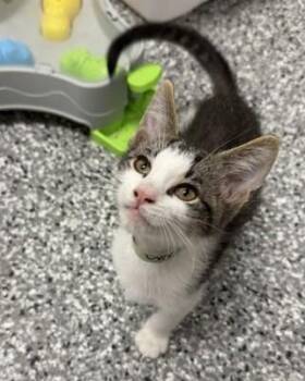 Leroy -  Domestic Short Hair Cat for Adoption in Bryan, Ohio - Leroy | PetCurious