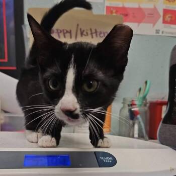 Penelope -  Domestic Short Hair Cat for Adoption in Edwardsville, Illinois - Penelope | PetCurious