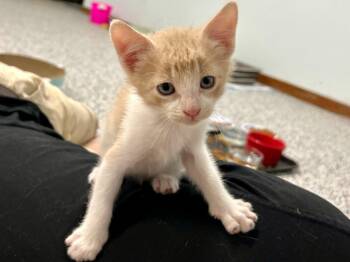 Xavier -  Domestic Short Hair Cat for Adoption in Raleigh, North Carolina - Xavier | PetCurious