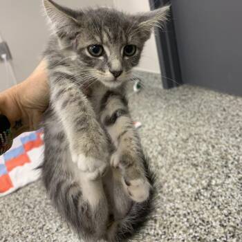 Tree -  Domestic Short Hair Cat for Adoption in Morganton, North Carolina - Tree | PetCurious