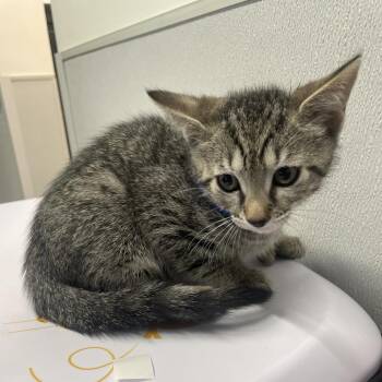 Domestic Short Hair Cats Available for Adoption in Tampa, Florida - Willy | PetCurious