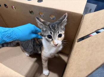 A1269318 -  Domestic Short Hair Cat for Adoption in Charlotte, North Carolina - A1269318 | PetCurious