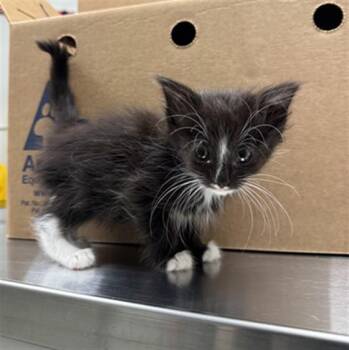 Domestic Short Hair Cats Available for Adoption in Ontario, California - FIZZ - NEEDS A FOSTER | PetCurious