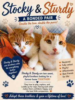 Stocky & Sturdy -  Domestic Short Hair Cat for Adoption in Chilton, Wisconsin - Stocky & Sturdy | PetCurious