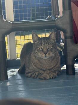 Grandpa Joe -  Domestic Short Hair Cat for Adoption in Port Jervis, New York - Grandpa Joe | PetCurious
