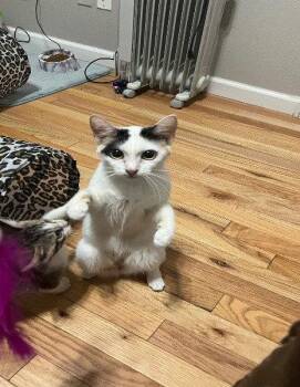 Olivia Colomar -  Domestic Short Hair and Calico Cat for Adoption in Colorado Springs, Colorado - Olivia Colomar | PetCurious