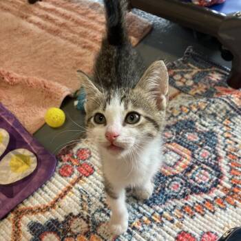 Caesar -  Domestic Short Hair Cat for Adoption - Caesar | PetCurious